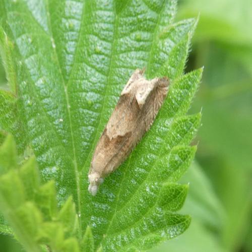 Eucosma conterminana